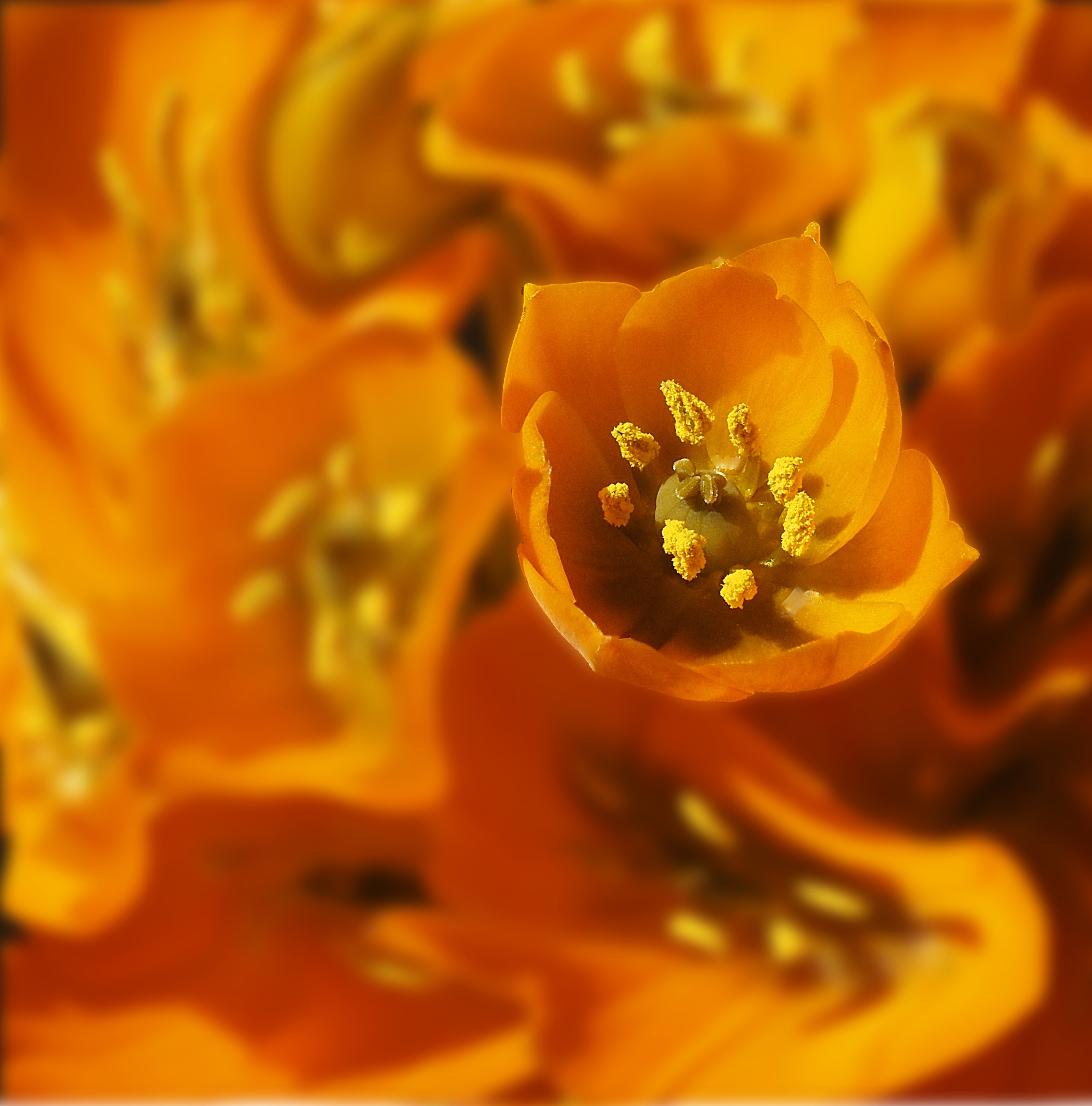 Orange Inside and Out
